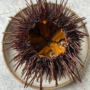 wholesale Sea Urchin