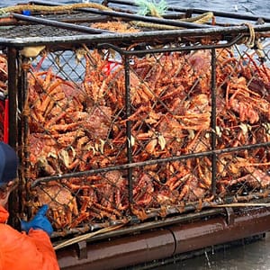 Whole king crab