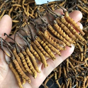 Dried Caterpillar fungus