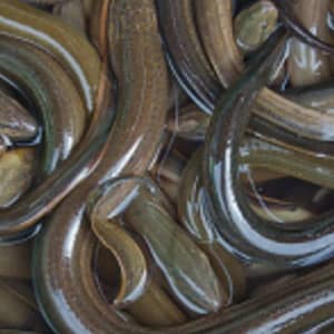 Eel Fish Wholesale